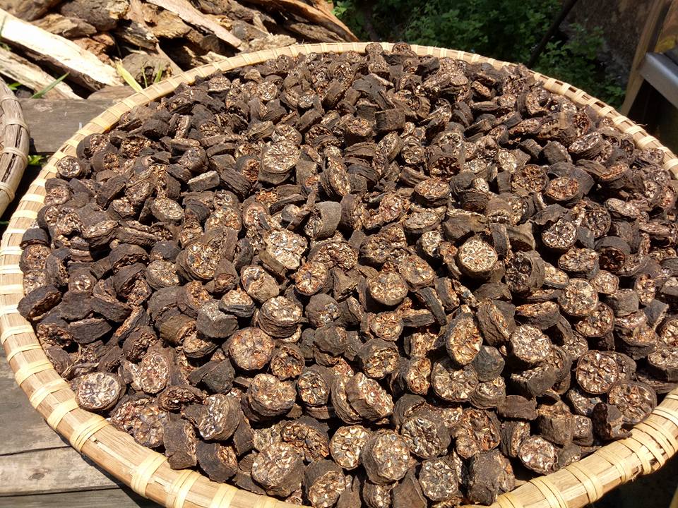 hạt chuối rừng